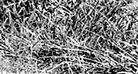 https://www.calebmitchell.site/files/gimgs/th-14_grass_1_.jpg