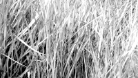 https://www.calebmitchell.site/files/gimgs/th-14_grass_2.jpeg