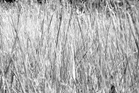 https://www.calebmitchell.site/files/gimgs/th-14_grass_6.jpeg