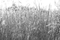 https://www.calebmitchell.site/files/gimgs/th-14_grass_7_v2.jpeg